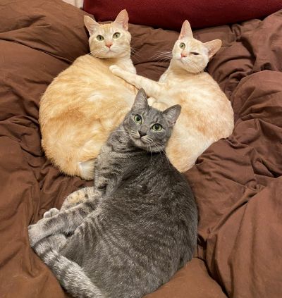 愛玩動物看護師/ 津田