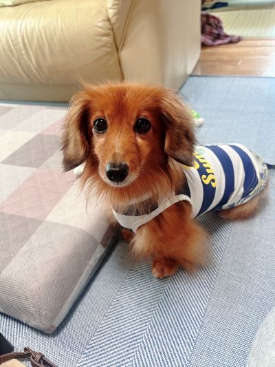 トリマー/ 長谷川