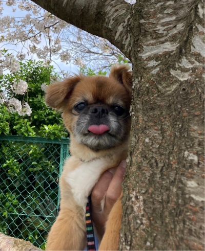 トリマー/ 藤木