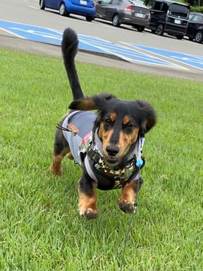 愛玩動物看護師/ 佐々木