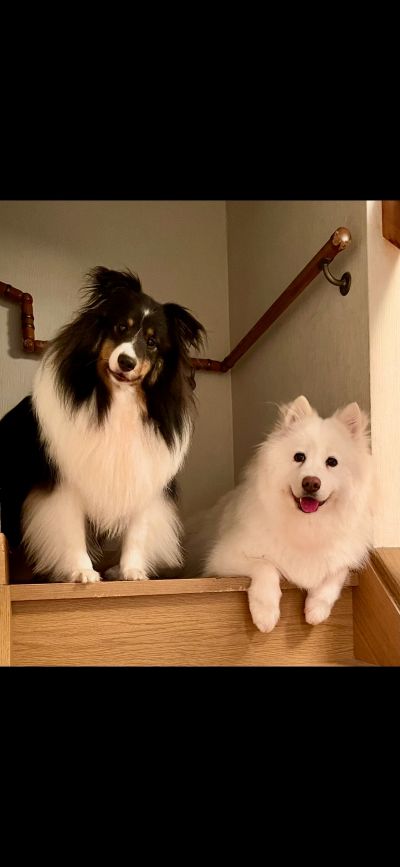 動物診療助手/ 岡田